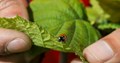 a ladybug crawls on a leaf that a person is holding in their hands